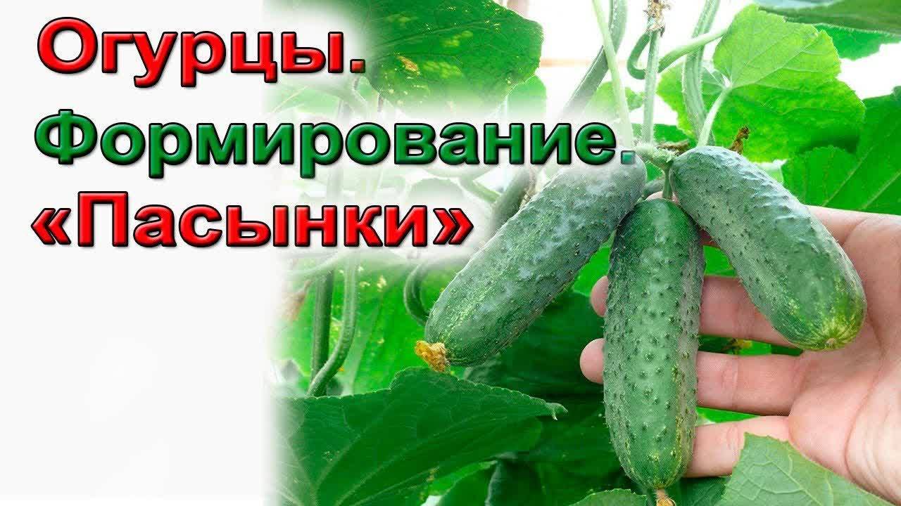 ФОРМИРОВАНИЕ ОГУРЦОВ ДЛЯ БОЛЬШОГО УРОЖАЯ. КАК ПРАВИЛЬНО ФОРМИРОВАТЬ ОГУРЕЦ
