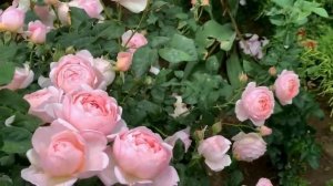 Розы цветущие все лето часть 1