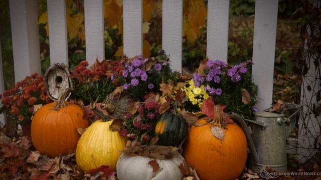 Fall Rain Sounds to Sleep ️  Relaxing Storm Ambience at Pumpkin Patch