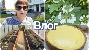 Вкусный пирог. Все посадила. Наступило тепло.