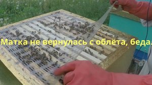 Беда на пасеке, матки не вернулись с облёта.