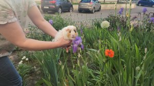 Цветочная прогулка морских свинок Улли и Пулли 🌼 🌸 🌻 🌹 🏵 🐗 🐗
