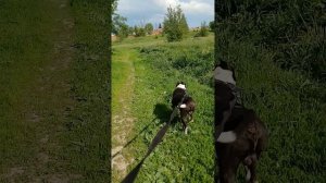 Оскар # Шереметьевский приют