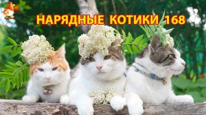 Нарядные Котики расслабляются на солнышке 🌞 🐈🐈🐈 (168)