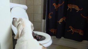Dogs vs Cats Compilation: Who Will Win?
