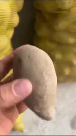 Неизвестные выкинули тонны картофеля в Приморском крае.