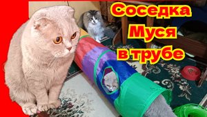 Забавные котики. Соседка Муся в трубе.