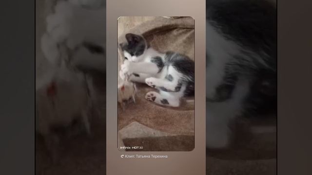 Яша. Питомник Курильских бобтейлов Fayneku г Волгоград.