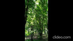 Парк Каштаны-на улице каштановой