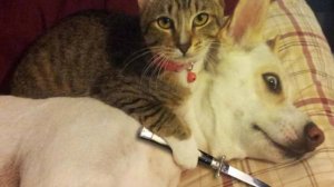 СМЕШНЫЕ КОТЫ 2025 ЛУЧШИЕ ПРИКОЛЫ С КОТАМИ, КОШКИ, КОТИКИ, СОБАЧКИ, СМЕШНОЕ ВИДЕО