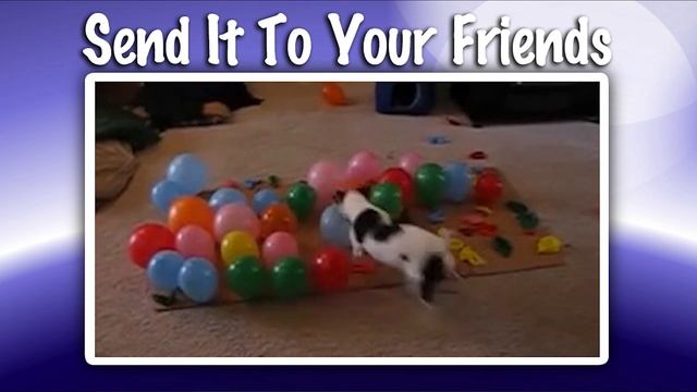 Dogs loves balls - Собачка любит шарики! смотреть онлайн