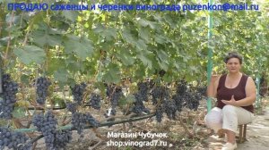 10. Плохое опыление винограда - человеческий фактор, ошибки виноградарей  Лекция Пузенко