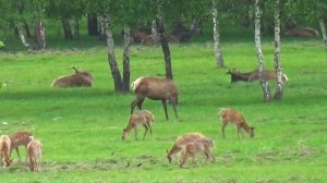 Куда глаза глядят