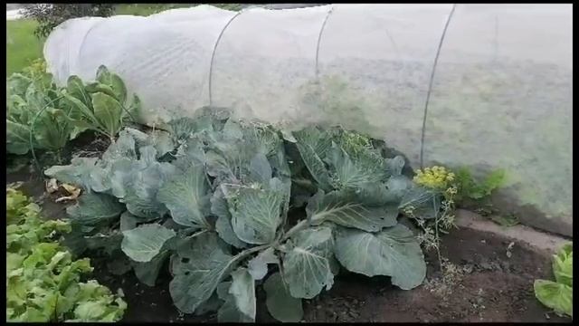 🍅Во саду ли, в огороде🥒Урожай потихоньку созревает🥦 смотреть онлайн