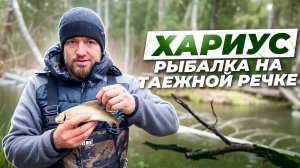 Хариус. Рыбалка на таежной речке
