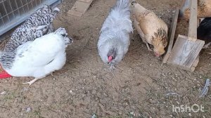 01-06-2025. Гостинцы для курочек 🐔👍