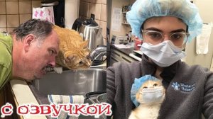 Приколы с котами! С ОЗВУЧКОЙ! СМЕШНЫЕ КОТЫ И КОШКИ! Самые смешное видео с животными! ДО СЛЕЗ!