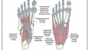 Анатомия стопы и голеностопного сустава_ВИДЕО-ОБЗОР