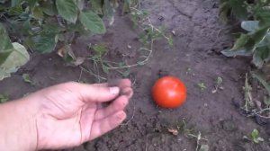 Эти томаты мы подкормили всего ОДИН раз за лето- вот что на них выросло.