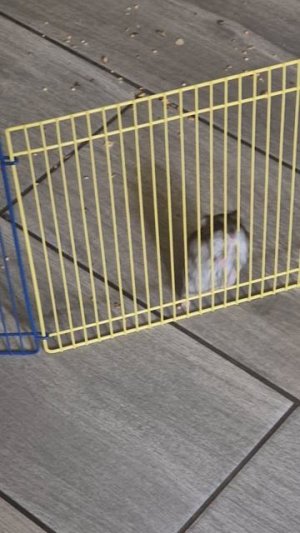 побег из шоушенка