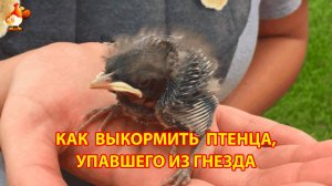 Как выкормить птенца упавшего из гнезда каждые 2 часа днем и ночью ❣️🤗🐤 Птица Пересмешник выросла