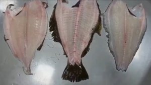 Машина для филетировки камбалы производство CHAMCO Южная Корея. Выход до 60%.