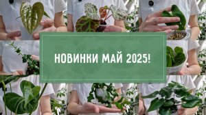 Новинки РАСТЕНИЙ май 2025