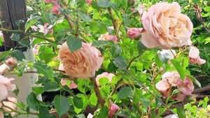 Розы на пике цветения 31.05.25