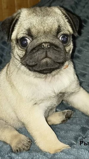 Видео Девочек Мопсов 01.06.25