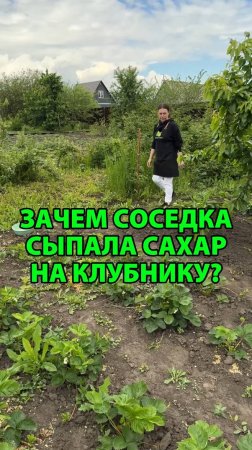 Зачем соседка сыпала сахар на клубнику