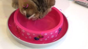 ДИАНА И РОМА - Диана и Рома нашли котёнка