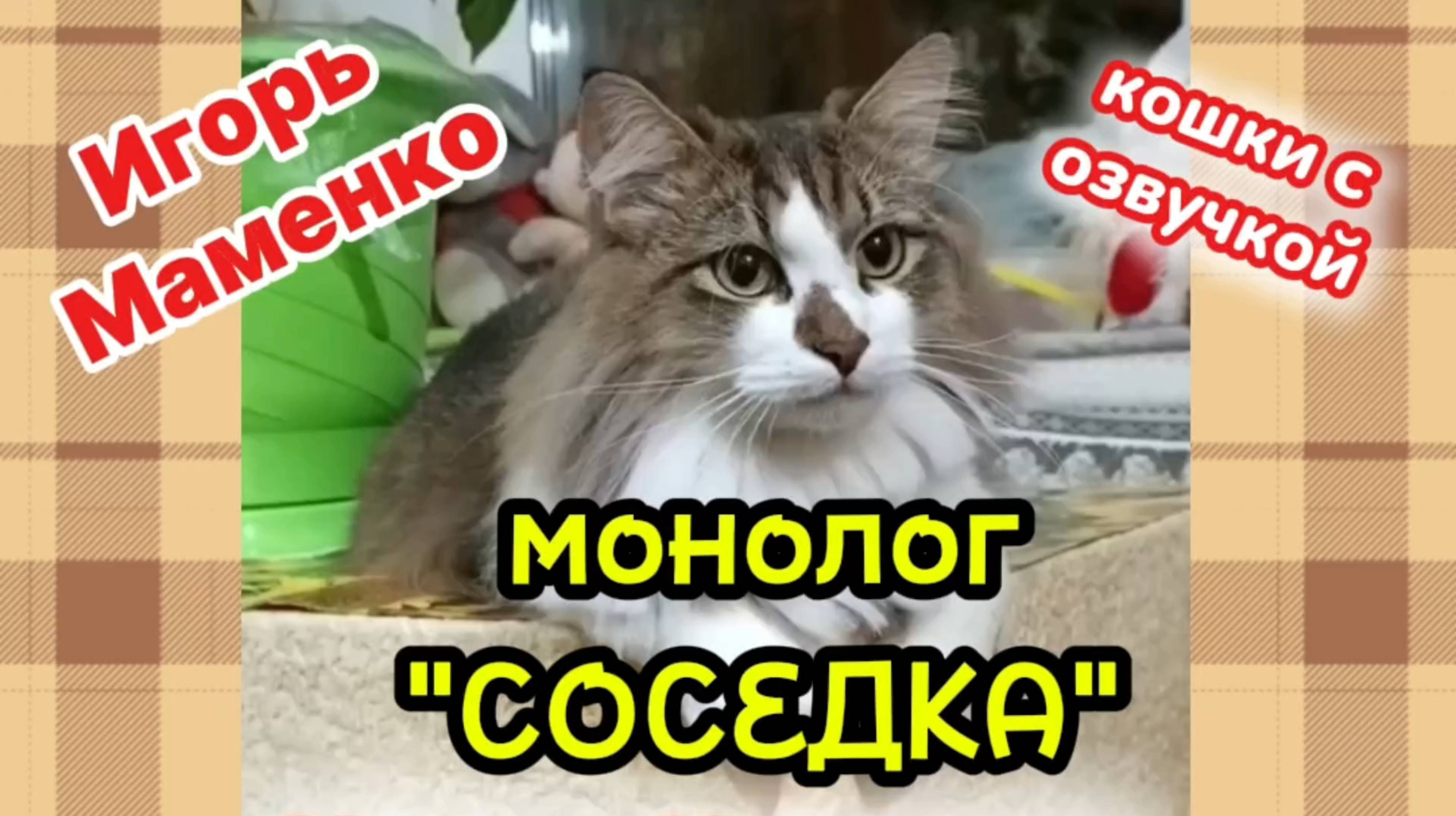 Кошки с озвучкой. ЮМОР. ИГОРЬ МАМЕНКО  монолог "Соседка"