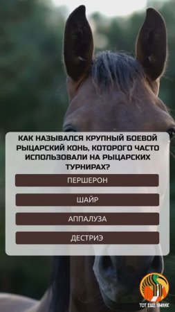 Как назывался крупный боевой рыцарский конь, которого часто использовали на рыцарских турнирах?