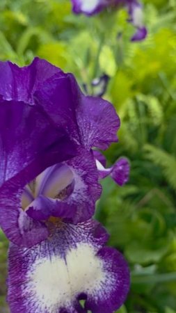 Ирисы 🌺