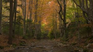 4K HDR Autumn River Sounds & Falling Leaves - Babbling Stream & Fall Forest Colors - Relax/ Sleep