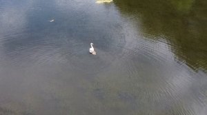 Лебединая семья с птенцами на лесном озере