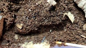 Trihoryhina tomentosa, тропическая мокрица