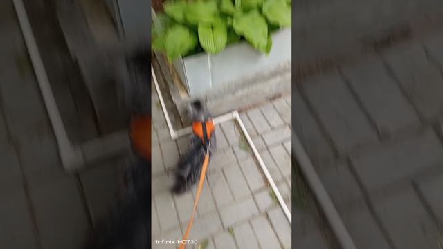 Гуляем с Харитоном