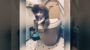 Обезьяна чи чи чи продавала кирпичи