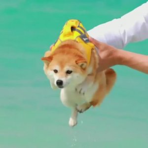 Топ подборка самых смешных животных 4
