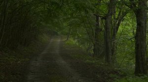 Light Rain & Forest Birdsong - Gentle Spring Drizzle & Bird Sounds - Misty Woods Relaxation - 4K HDR