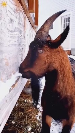 Funny goats 🐐 #youtube #funny #goat #animals