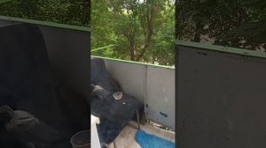 Они напали на меня  ,,Защищают вороненка!!!!!!