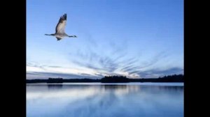 Журавли как кресты