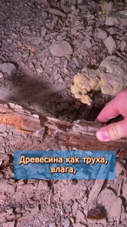 💥 Гнилые балки под ванной | Инженерный демонтаж в мокрой зоне