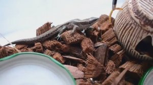 Чем кормить прыткую или живородящую ящерицу_ Мучной червь.