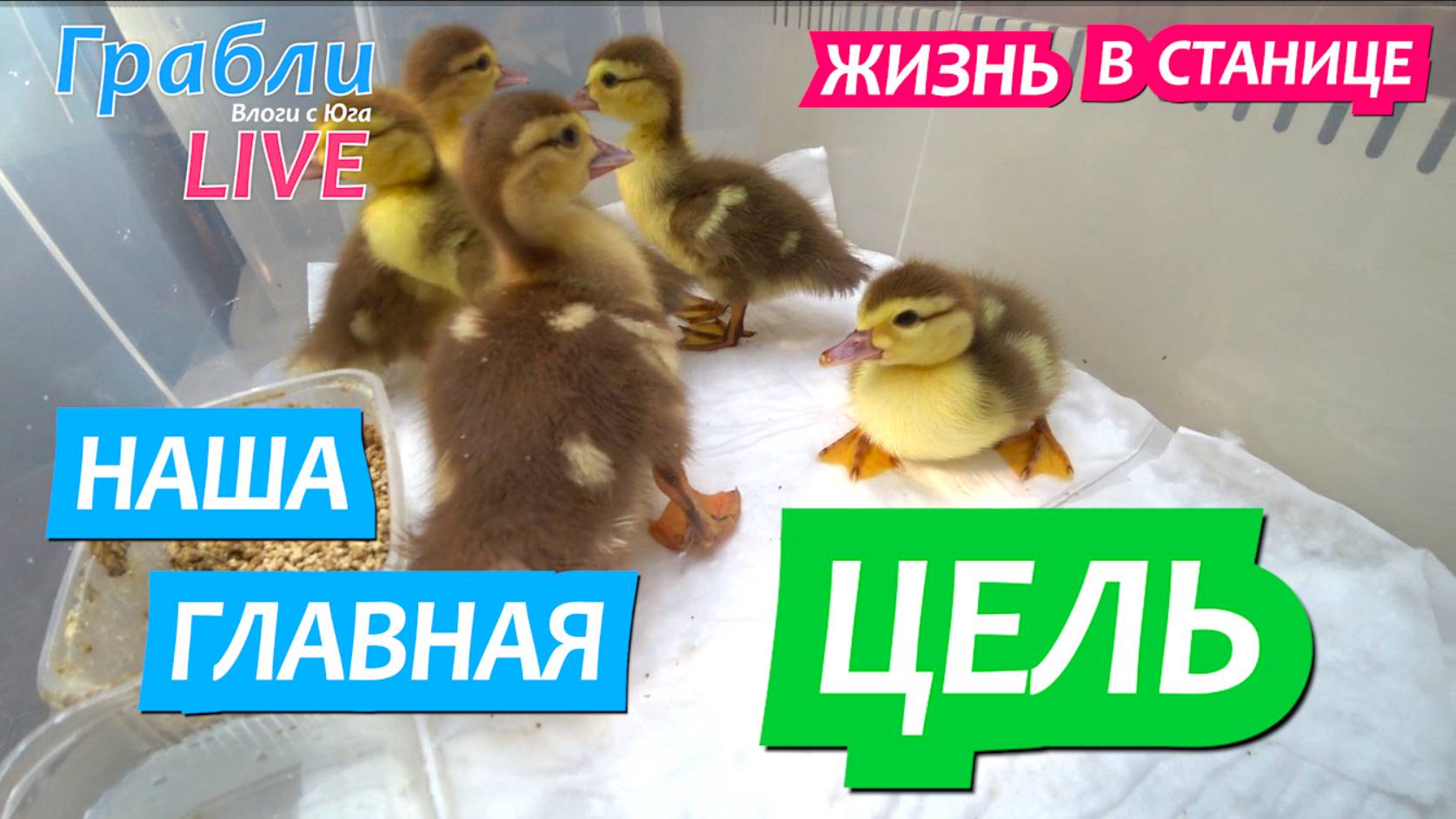921 серия 31.05.25   С какой целью купили уток?  Жизнь в своем доме на Юге станица Динская