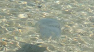 Былины. Алеша Попович и Тугарин Змей