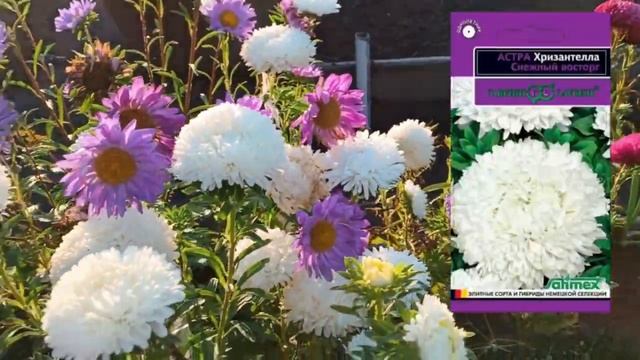 Выращиваю Астру #ХРИЗАНТЕЛЛА смотреть онлайн