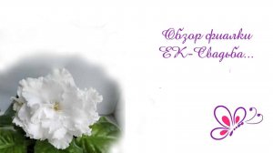 Обзор фиалки ЕК-Свадьба (Е.В.Коршунова) #белыефиалки #белыесенполии